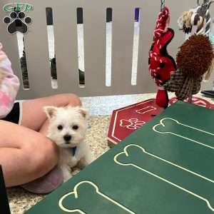 Rover, West Highland Terrier Puppy
